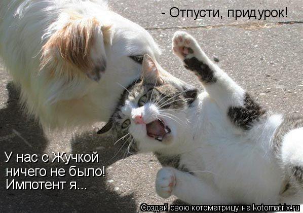 - Отпусти, придурок! У нас с Жучкой ничего не было! Импотент я...... Котоматрица: - Отпусти, придурок! У нас с Жучкой ничего не было! Импотент я...