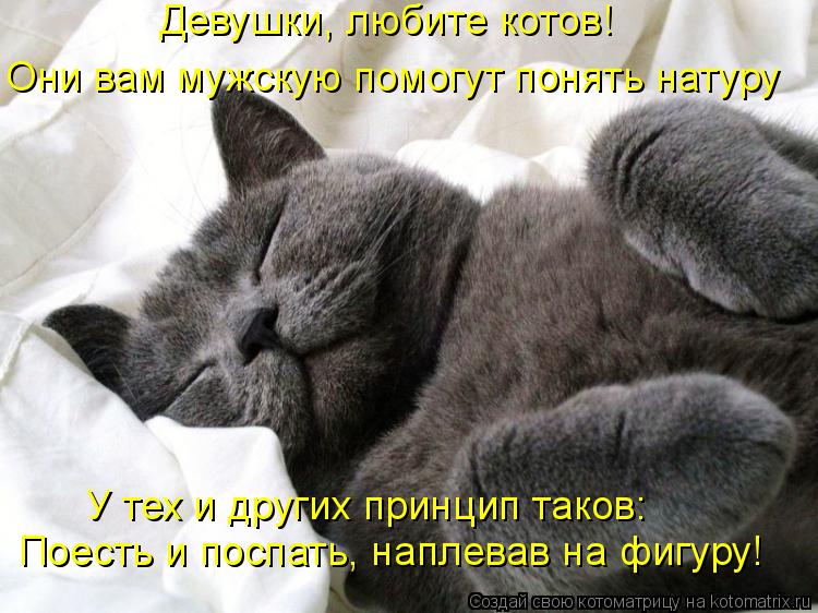 Котоматрица: Девушки, любите котов! Они вам мужскую помогут понять натуру Поесть и поспать, наплевав на фигуру! У тех и других принцип таков: