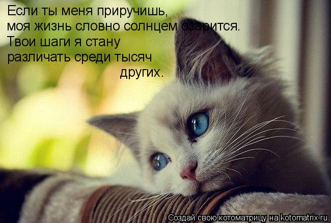 Котоматрица: Если ты меня приручишь, моя жизнь словно солнцем озарится. Твои шаги я стану  различать среди тысяч  других.