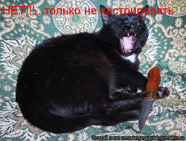 Котоматрица: НЕТ!!!...только не кастрировать