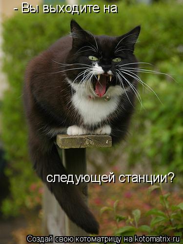 Котоматрица: - Вы выходите на  следующей станции?