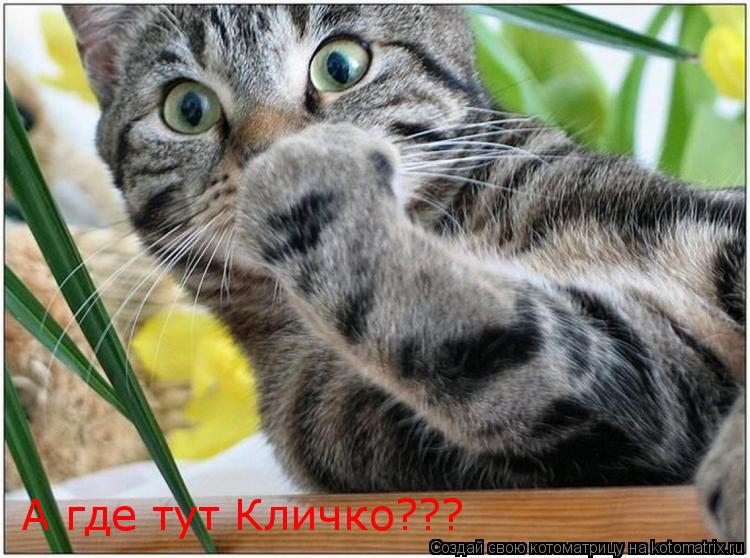 Котоматрица: А где тут Кличко???