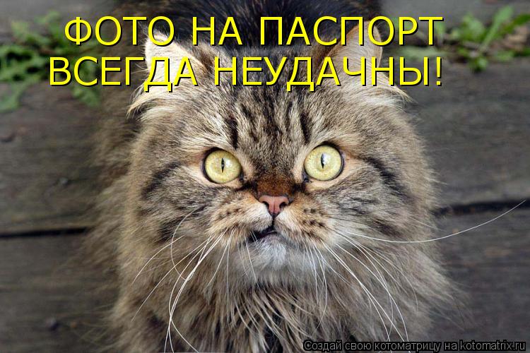 Котоматрица: ФОТО НА ПАСПОРТ  ВСЕГДА НЕУДАЧНЫ!