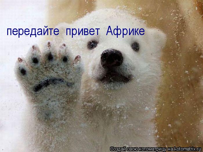Котоматрица: передайте  привет  Африке