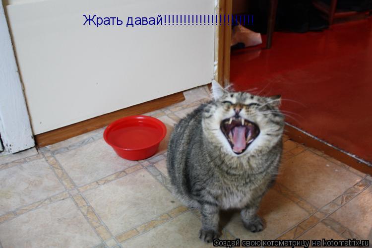 Котоматрица: Жрать давай!!!!!!!!!!!!!!!!!!!!!!!