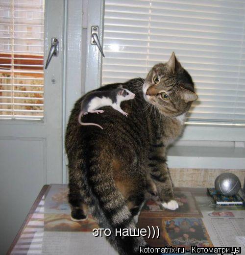 Котоматрица: это наше)))