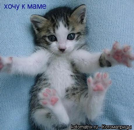 Котоматрица: хочу к маме