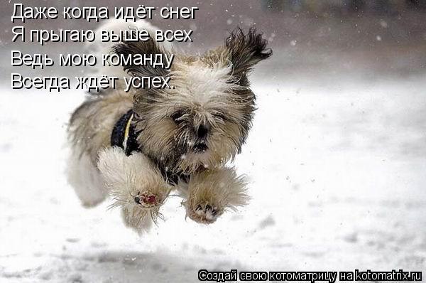 Котоматрица: Даже когда идёт снег Я прыгаю выше всех Ведь мою команду Всегда ждёт успех.