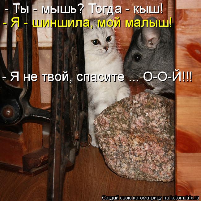 Котоматрица: - Ты - мышь? Тогда - кыш! - Я - шиншила, мой малыш! - Я не твой, спасите ... О-О-Й!!!