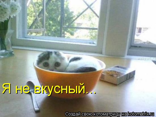 Котоматрица: Я не вкусный...