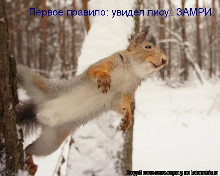 Котоматрица: Первое правило: увидел лису...ЗАМРИ.