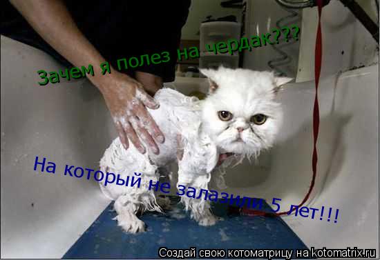 Котоматрица: Зачем я полез на чердак??? На который не залазили 5 лет!!!