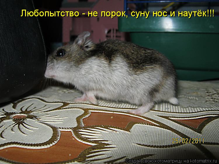 Котоматрица: Любопытство - не порок, суну нос и наутёк!!!