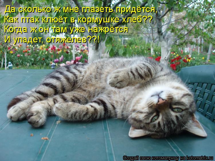 Котоматрица: Да сколько ж мне глазеть придётся, Как птах клюёт в кормушке хлеб?? Когда ж он там уже нажрётся И упадет, отяжелев??!
