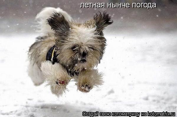 Котоматрица: летная нынче погода