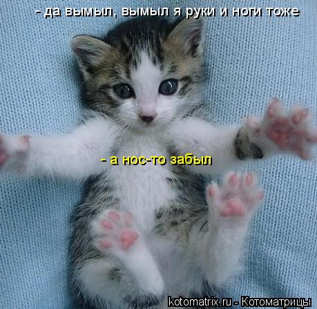 Котоматрица: - да вымыл, вымыл я руки и ноги тоже - а нос-то забыл