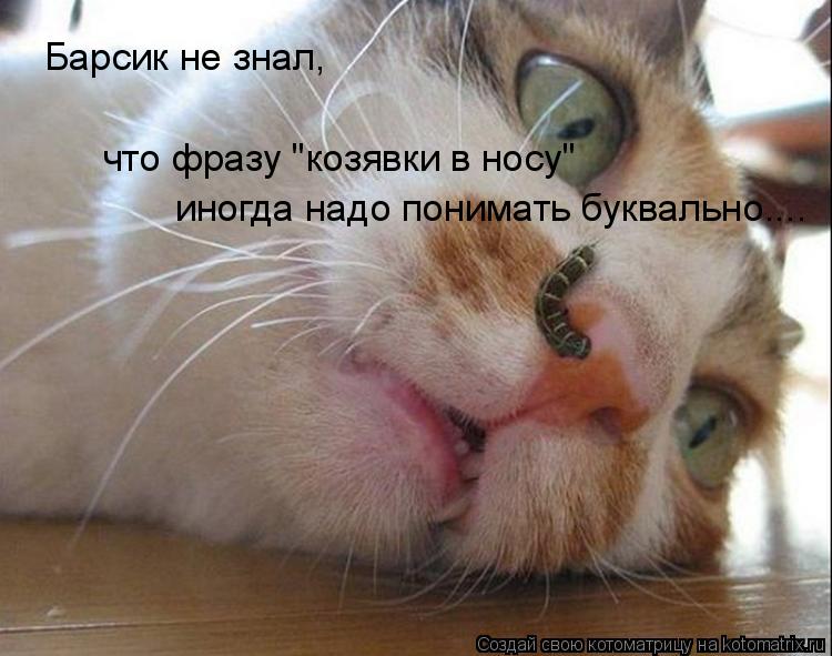Котоматрица: Барсик не знал,  что фразу "козявки в носу" иногда надо понимать буквально....