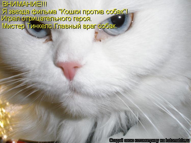 Котоматрица: ВНИМАНИЕ!!! Я звезда фильма "Кошки против собак"! Играл отрицательного героя.  Мистер Тинкелс.Главный враг собак.
