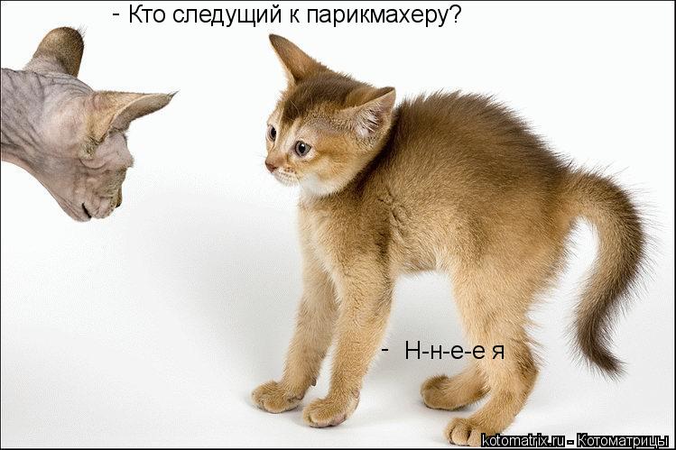 Котоматрица: Кто следущий к парикмахеру?  Н-н-е-е я - -