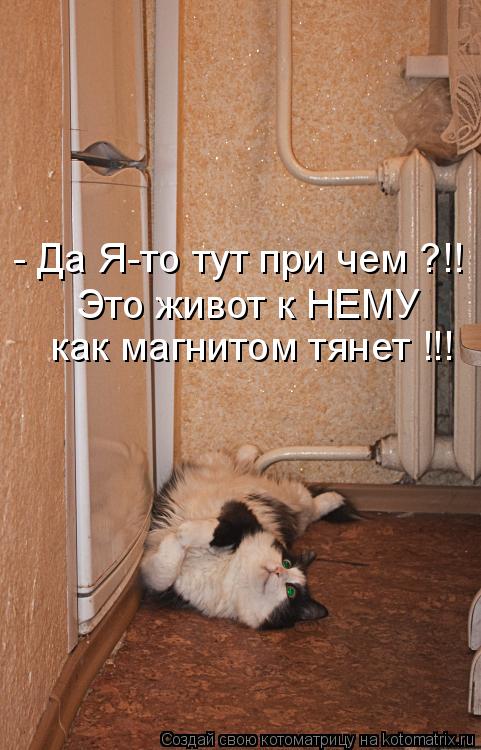 Котоматрица: Это живот к НЕМУ  как магнитом тянет !!! - Да Я-то тут при чем ?!!