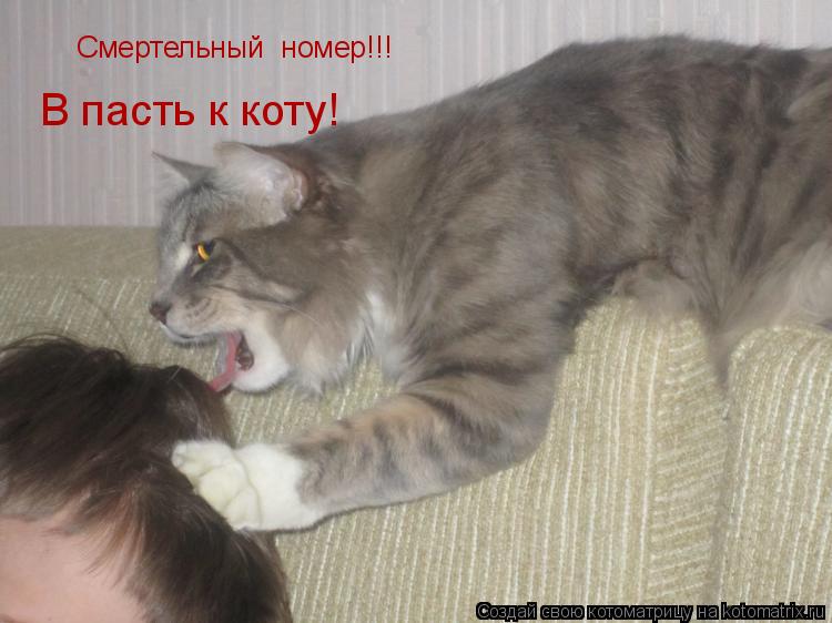 Котоматрица: Смертельный  номер!!! В пасть к коту!