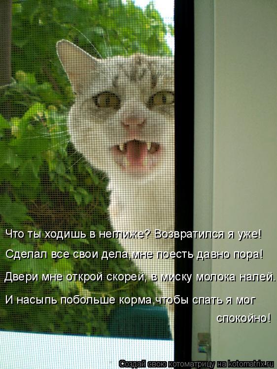 Котоматрица: Что ты ходишь в неглиже? Возвратился я уже! Сделал все свои дела,мне поесть давно пора! Двери мне открой скорей, в миску молока налей. И насып