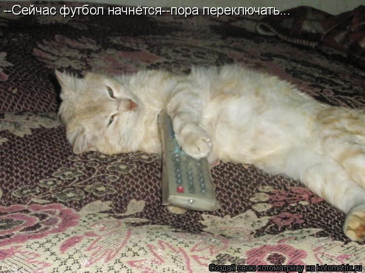 Котоматрица: --Сейчас футбол начнётся--пора переключать...