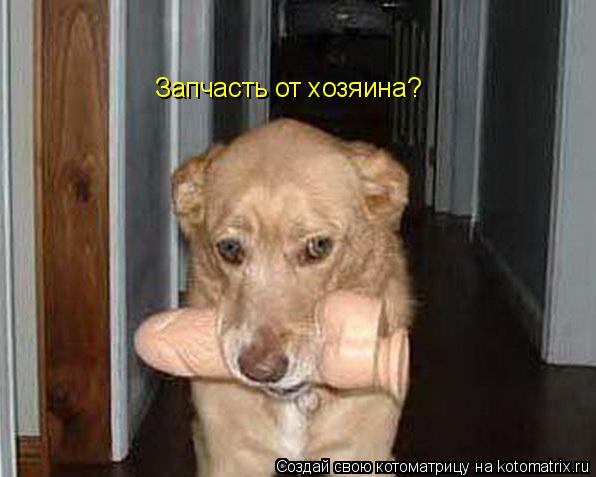 Котоматрица: Запчасть от хозяина?