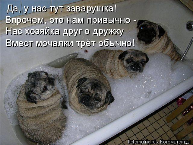 Котоматрица: Да, у нас тут заварушка! Нас хозяйка друг о дружку Вмест мочалки трёт обычно! Впрочем, это нам привычно -