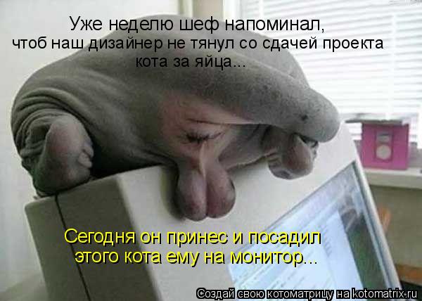 Уже неделю шеф напоминал, чтоб наш дизайнер не тянул со сдачей проекта кота за яйца... Сегодня он пр... Котоматрица: Уже неделю шеф напоминал, чтоб наш дизайнер не тянул со сдачей проекта кота за яйца... Сегодня он принес и посадил этого кота ему на монитор.