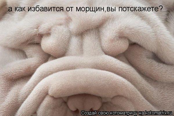 Котоматрица: а как избавится от морщин,вы потскажете?