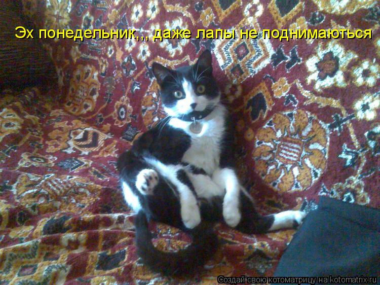 Котоматрица: Эх понедельник,,, даже лапы не поднимаються