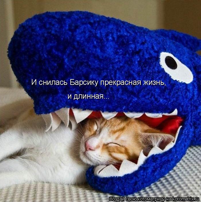 Котоматрица: И снилась Барсику прекрасная жизнь,  и длинная...