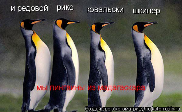 Котоматрица: шкипер ковальски рико и редовой мы пингвины из мадагаскара
