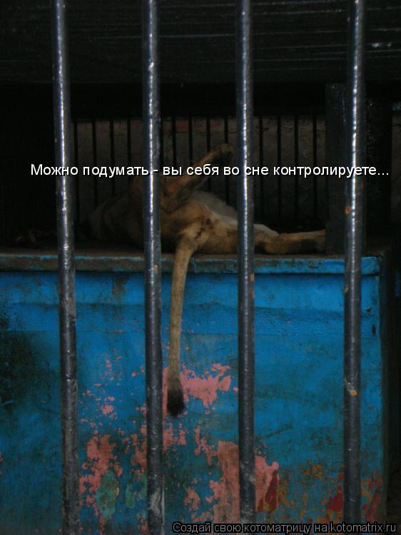 Котоматрица: Можно подумать - вы себя во сне контролируете...