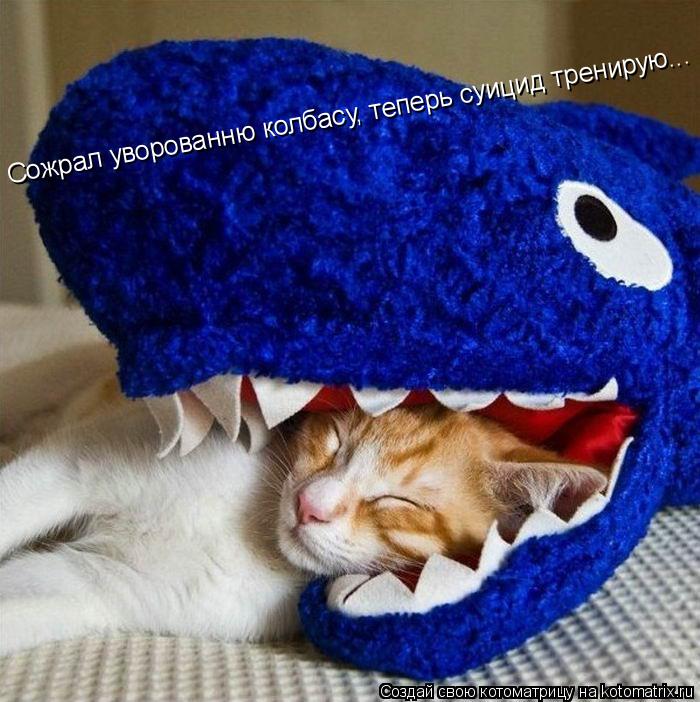 Котоматрица: Сожрал уворованню колбасу, теперь суицид тренирую...