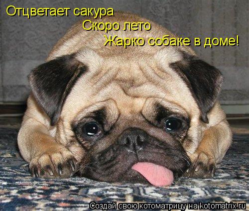 Котоматрица: Отцветает сакура  Жарко собаке в доме! Скоро лето