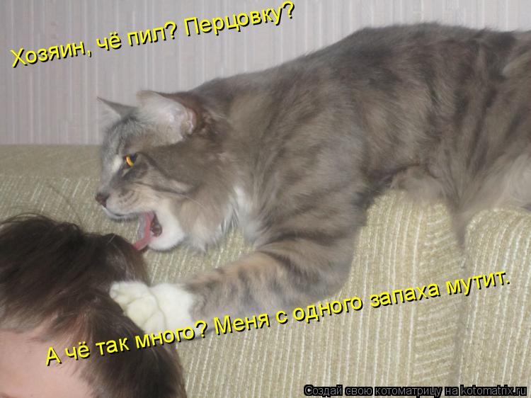 Котоматрица: Хозяин, чё пил? Перцовку? А чё так много? Меня с одного запаха мутит.