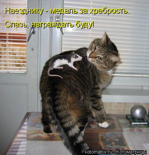 Наезднику - медаль за храбрость. Слазь, награждать буду!... Котоматрица: Наезднику - медаль за храбрость. Слазь, награждать буду!