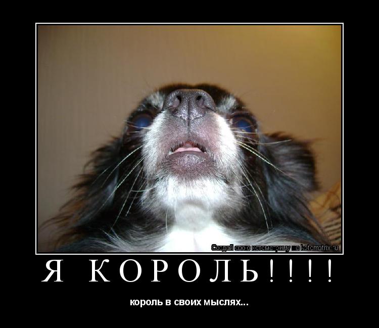 я король!!!! король в своих мыслях...... Котоматрица: я король!!!! король в своих мыслях...
