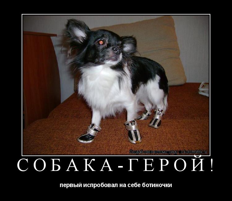 собака-герой! первый испробовал на себе ботиночки... Котоматрица: собака-герой! первый испробовал на себе ботиночки