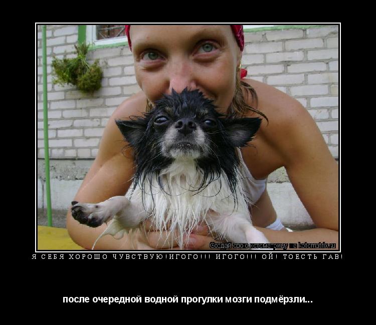 Котоматрица: я себя хорошо чувствую!игого!!! игого!!! ой! тоесть гав! после очередной водной прогулки мозги подмёрзли...
