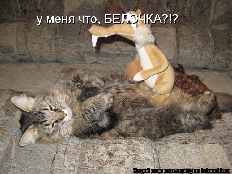 Котоматрица: у меня что, БЕЛОЧКА?!?