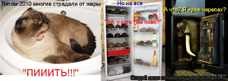 Котоматрица: "Эй, у кого там пиво?" "ПИИИТЬ!!!" А что? Я хуже черепах? Летом 2010 многие страдали от жары Но не все