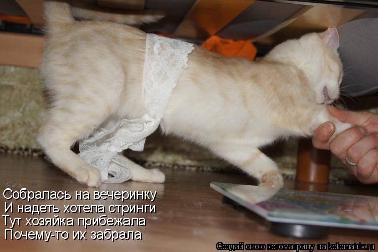 Котоматрица: Собралась на вечеринку И надеть хотела стринги Тут хозяйка прибежала Почему-то их забрала