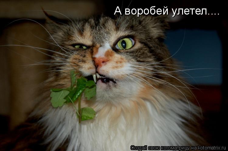 Котоматрица: А воробей улетел....