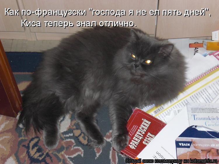 Котоматрица: Как по-французски "господа я не ел пять дней", Киса теперь знал отлично.