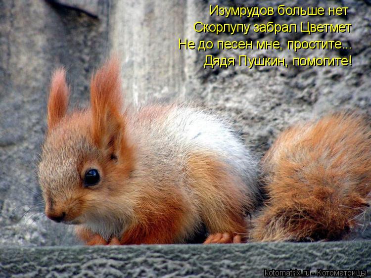 Котоматрица: Изумрудов больше нет Скорлупу забрал Цветмет Не до песен мне, простите... Дядя Пушкин, помогите!
