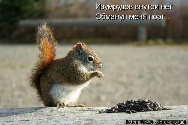 Котоматрица: Изумрудов внутри нет Обманул меня поэт...