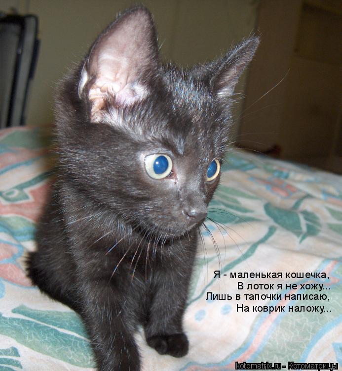 Котоматрица: Я - маленькая кошечка, В лоток я не хожу... Лишь в тапочки написаю, На коврик наложу...